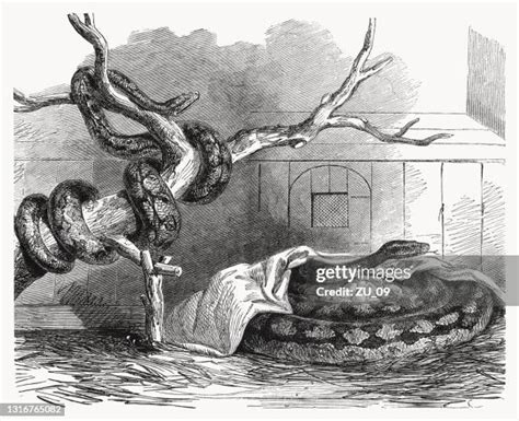 Image result for Python Brooding