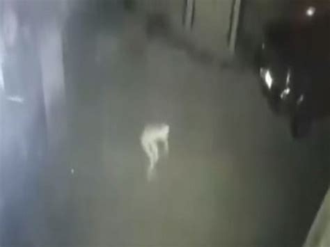 Alien Creatures On Camera に対する画像結果