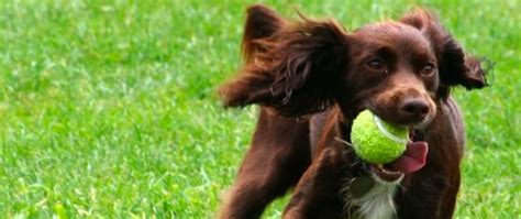 Image result for JavaScript