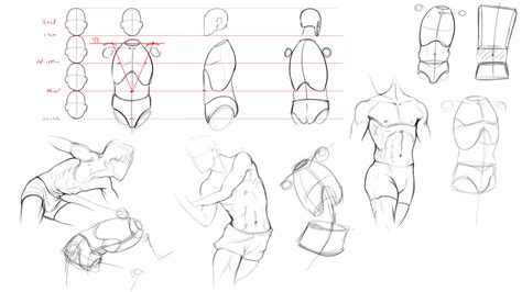 Image result for Anatomy Drawing