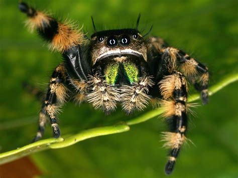 Common Jumping Spider に対する画像結果