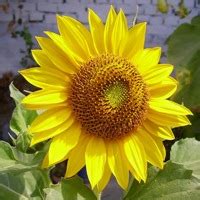 Toradh íomhá ar Processing.org Tutorials