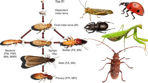 Image result for Classifying Insects