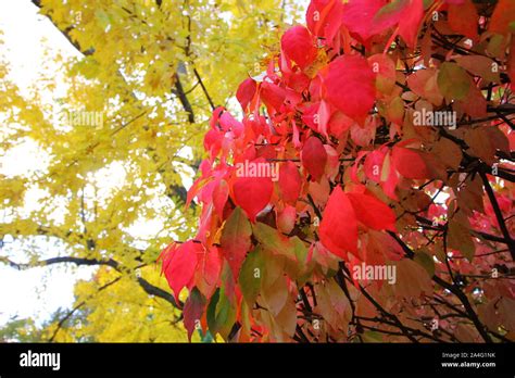 Image result for Autumn Burning