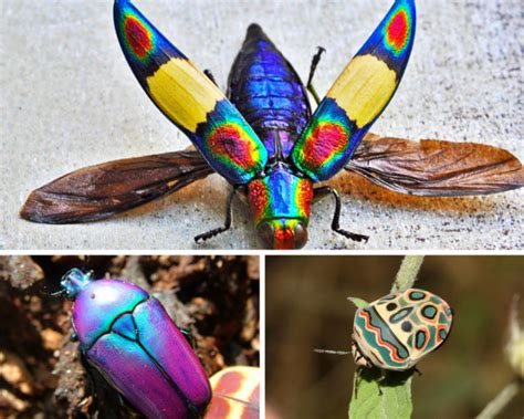 Image result for Beautiful Insects
