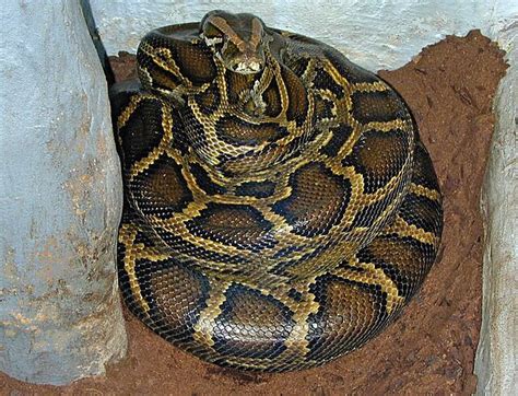 Image result for Python Brooding