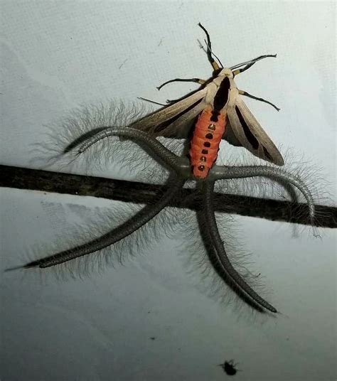 Image result for Alien Moth