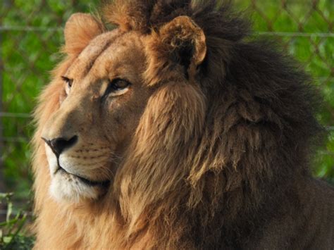 Image result for Lion Images