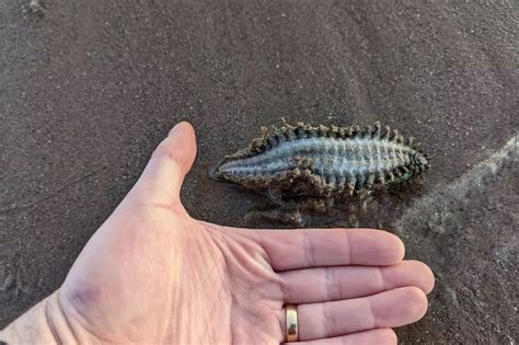 Alien Found On Beach に対する画像結果