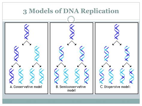 Image result for DNA Replication Model