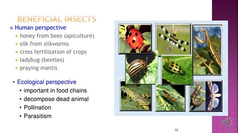 Image result for Development Insect