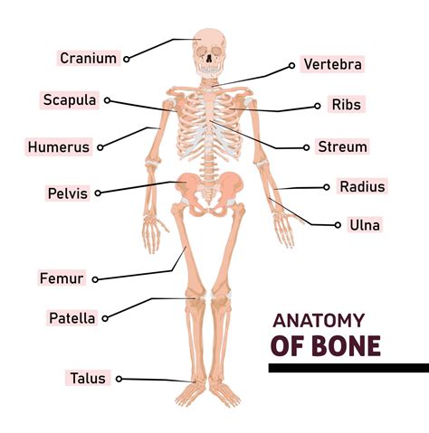 anatomía del hueso humano con nombre de todas las partes. diagrama o ...