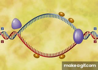 DNA Replication 3D Animation on Make a GIF