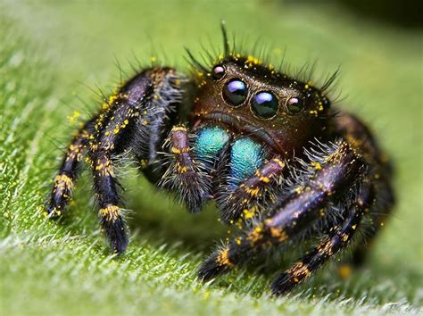 Common Jumping Spider に対する画像結果