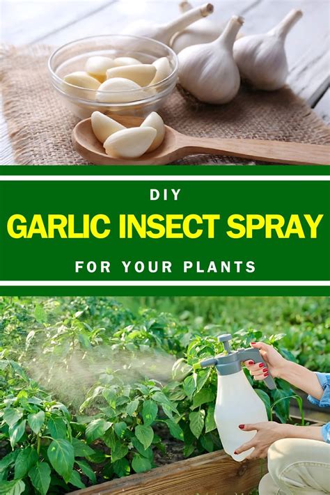 Image result for Using Onion to Make Insect Spray