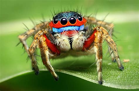 Common Jumping Spider に対する画像結果