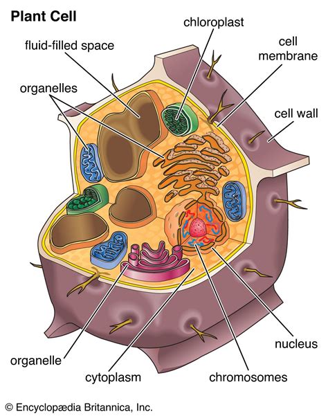 Image result for Cell Biology Definition