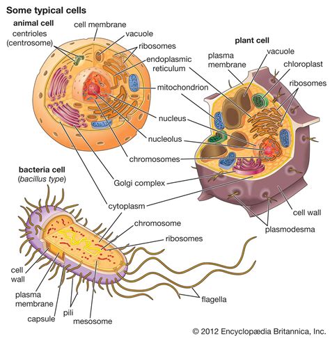 Image result for Cell Biology Definition