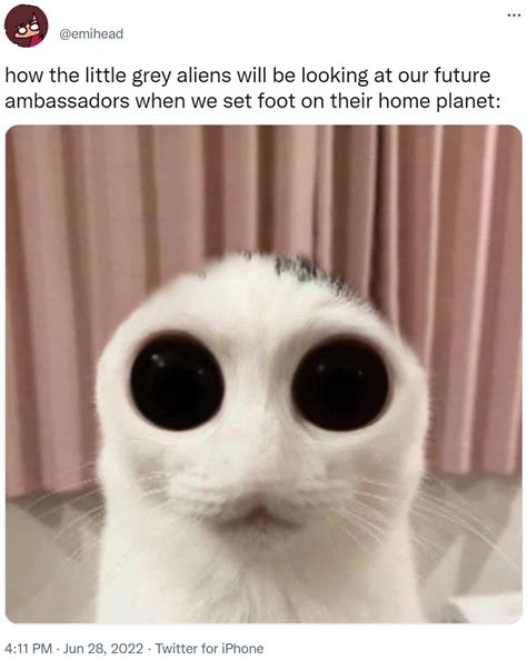 Alien Cat: Image Gallery (List View) (List View) | Know Your Meme