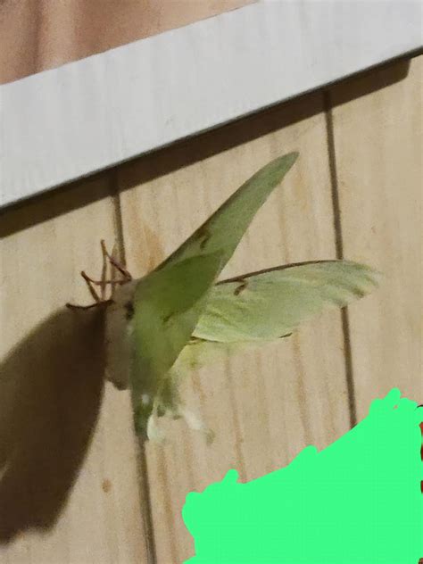 Image result for Alien Moth