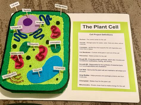 Image result for 3D Plant Cell Model