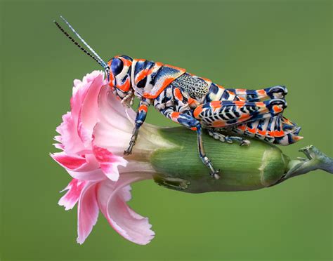Image result for Beautiful Insects
