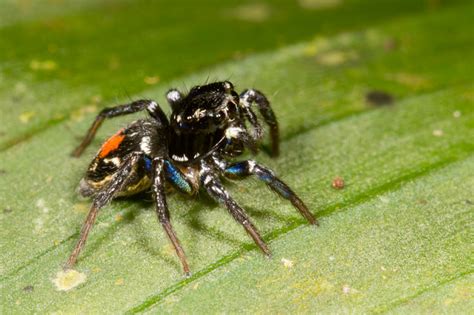 Common Jumping Spider に対する画像結果