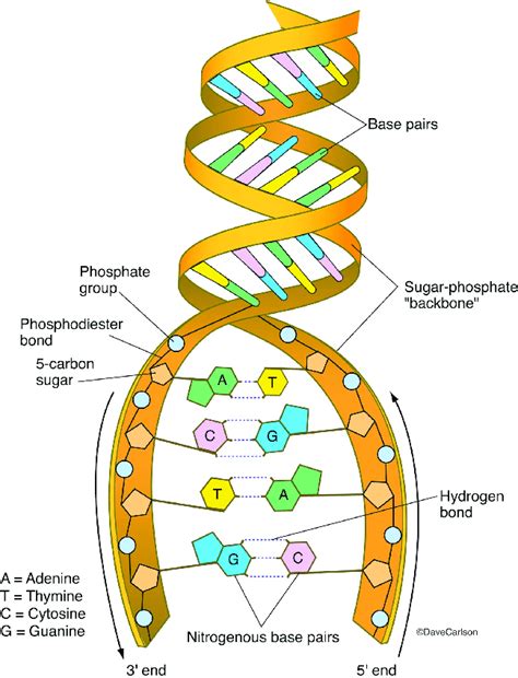 DNA に対する画像結果