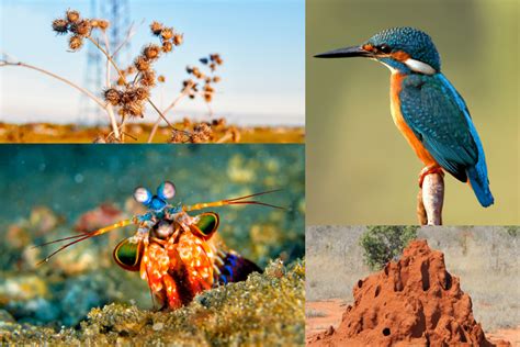 Image result for Biomimicry