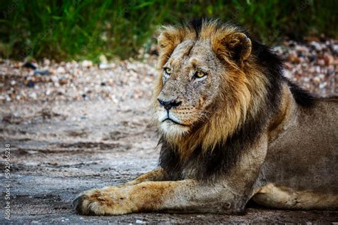 Image result for Lion Images