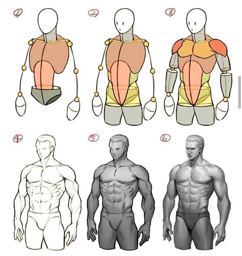 Image result for Anatomy Drawing