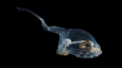 Image result for Alien Animals