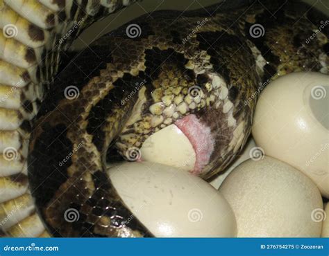 Image result for Python Brooding