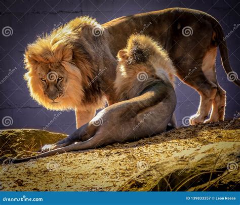 Image result for Lion Images