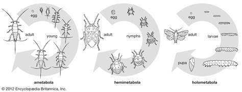 Image result for Development Insect