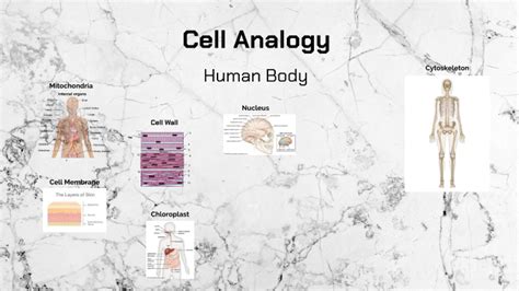 Image result for HTML CSS JavaScript Human Body Analogy