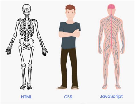 Image result for HTML CSS JavaScript Human Body Analogy