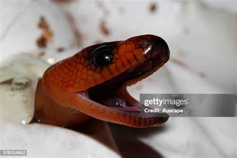 Image result for Python Brooding