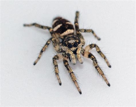 Common Jumping Spider に対する画像結果
