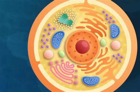 Cell Communication Crash Course に対する画像結果