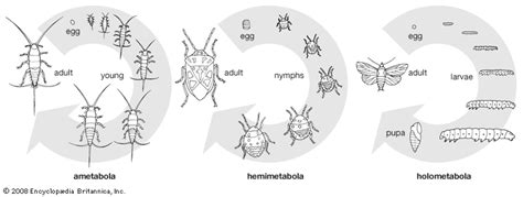 Image result for Development Insect