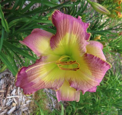 Alien Song Priory に対する画像結果