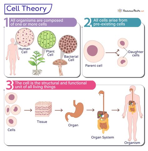 Image result for Cell Biology Definition