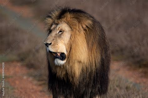 Image result for Lion Images