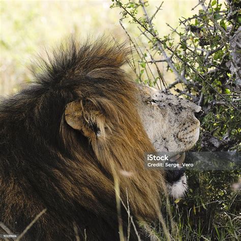 Image result for Lion Images