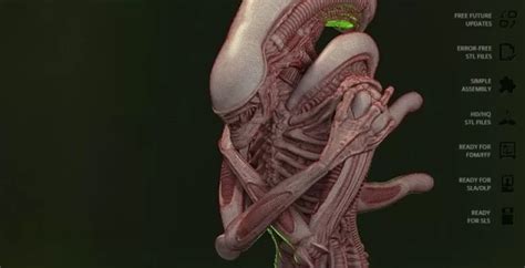 Image result for Alien Xenomorph Model