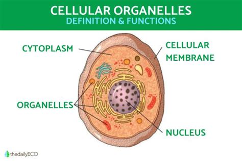 Image result for Cell Biology Definition