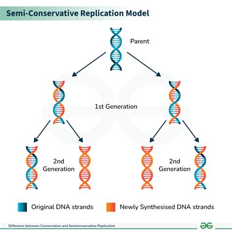 Image result for DNA Replication Model