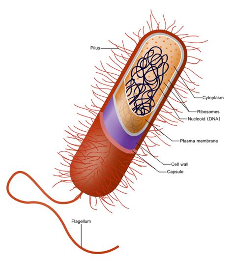 Image result for Cell Biology Definition