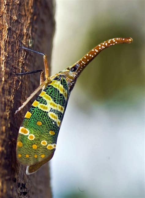 Image result for Beautiful Insects